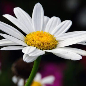 Meet your Posher, Daisy